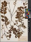 Foto von Salix aurita L.